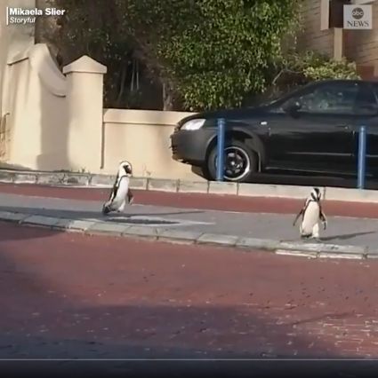 Pingouins, une certaine convivialité 